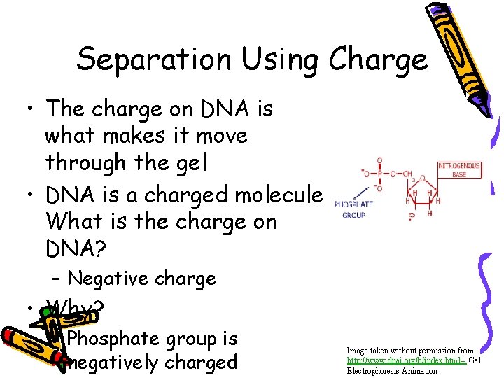 Separation Using Charge • The charge on DNA is what makes it move through