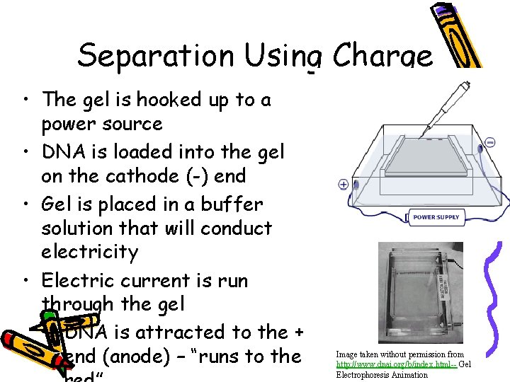 Separation Using Charge • The gel is hooked up to a power source •