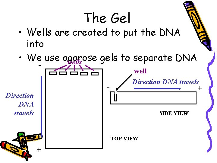 The Gel • Wells are created to put the DNA into • We use