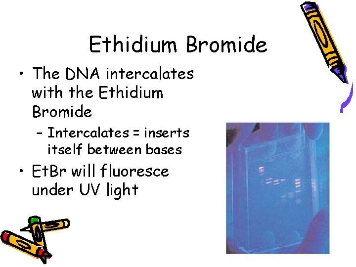 Ethidium Bromide • The DNA intercalates with the Ethidium Bromide – Intercalates = inserts