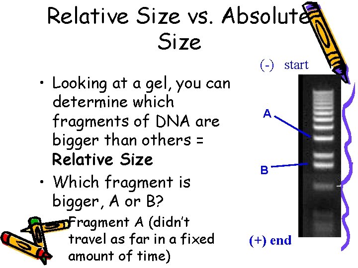 Relative Size vs. Absolute Size • Looking at a gel, you can determine which