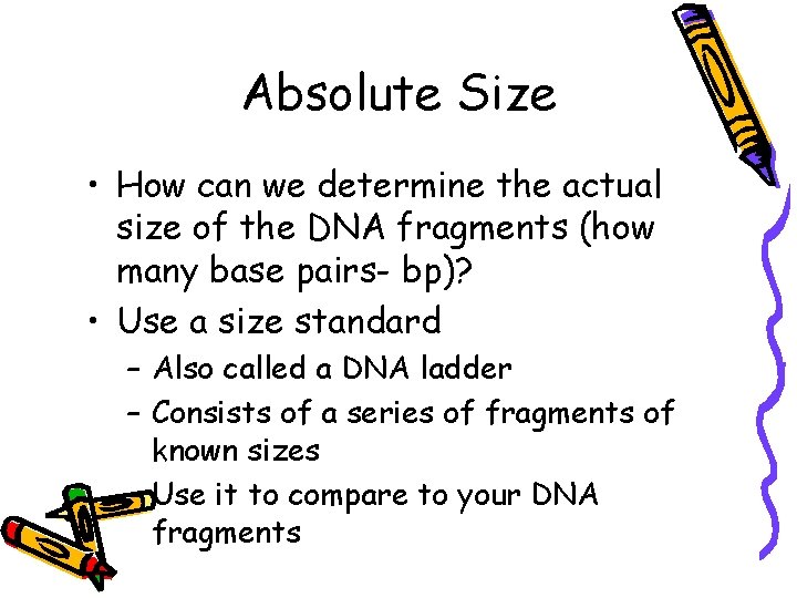 Absolute Size • How can we determine the actual size of the DNA fragments