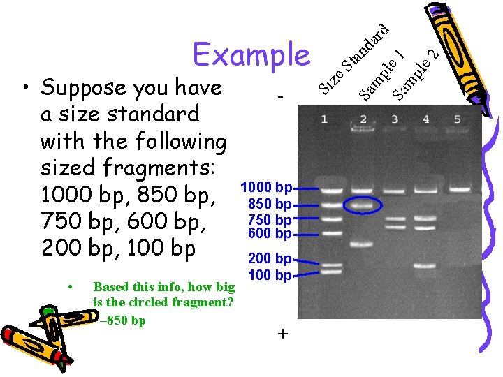  • Based this info, how big is the circled fragment? – 850 bp