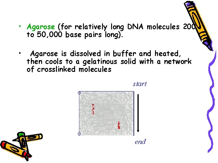  • Agarose (for relatively long DNA molecules 200 to 50, 000 base pairs