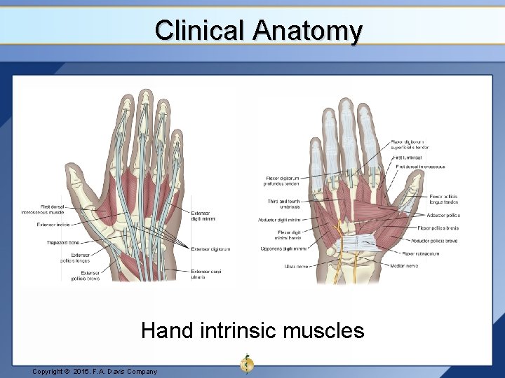 Clinical Anatomy Hand intrinsic muscles Copyright © 2015. F. A. Davis Company 