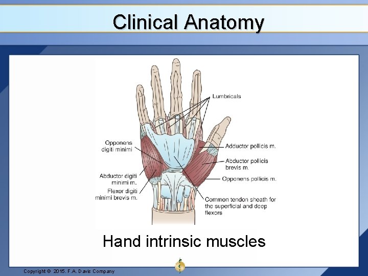 Clinical Anatomy Hand intrinsic muscles Copyright © 2015. F. A. Davis Company 