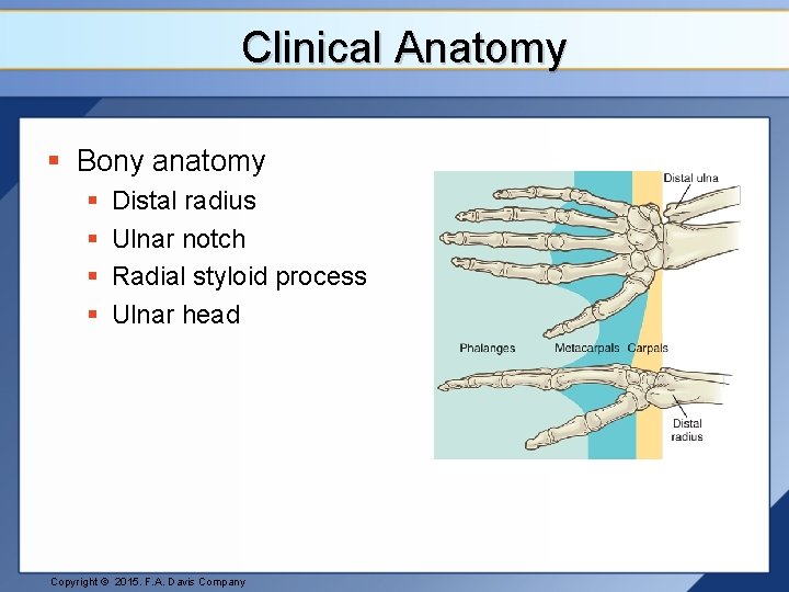 Clinical Anatomy § Bony anatomy § § Distal radius Ulnar notch Radial styloid process