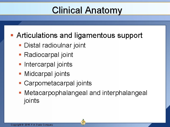 Clinical Anatomy § Articulations and ligamentous support § § § Distal radioulnar joint Radiocarpal