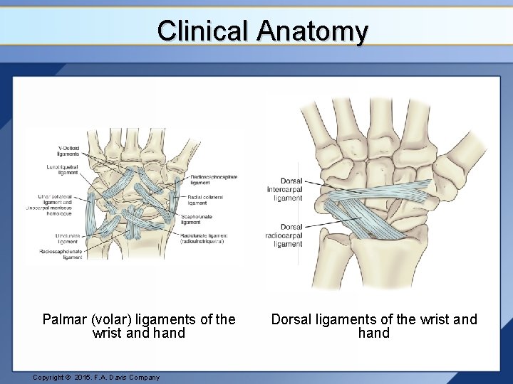 Clinical Anatomy Palmar (volar) ligaments of the wrist and hand Copyright © 2015. F.