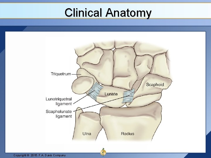 Clinical Anatomy Copyright © 2015. F. A. Davis Company 