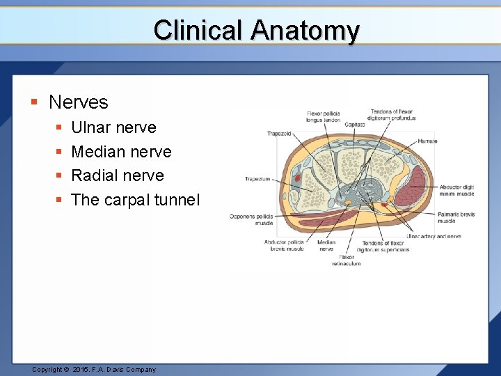 Clinical Anatomy § Nerves § § Ulnar nerve Median nerve Radial nerve The carpal