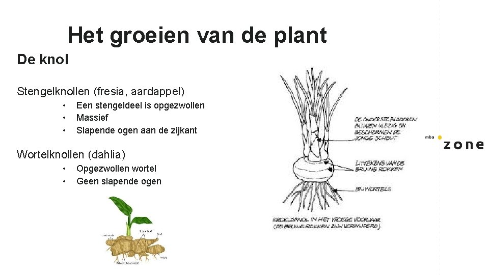 Het groeien van de plant De knol Stengelknollen (fresia, aardappel) • • • Een