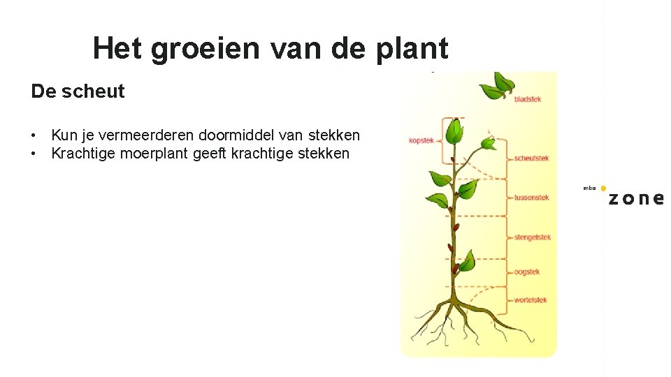 Het groeien van de plant De scheut • Kun je vermeerderen doormiddel van stekken