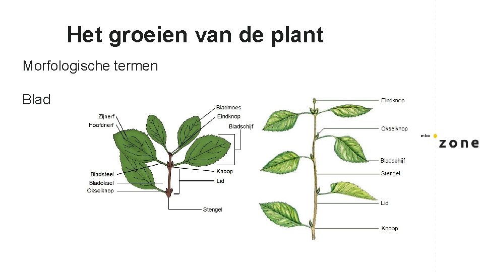 Het groeien van de plant Morfologische termen Blad 