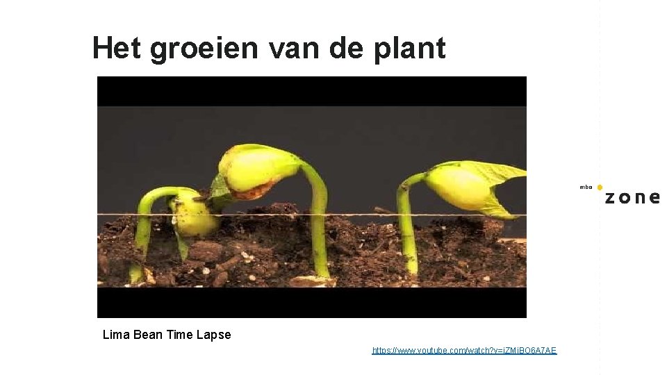 Het groeien van de plant Lima Bean Time Lapse https: //www. youtube. com/watch? v=i. Het groeien van de plant Lima Bean Time Lapse https: //www. youtube. com/watch? v=i.