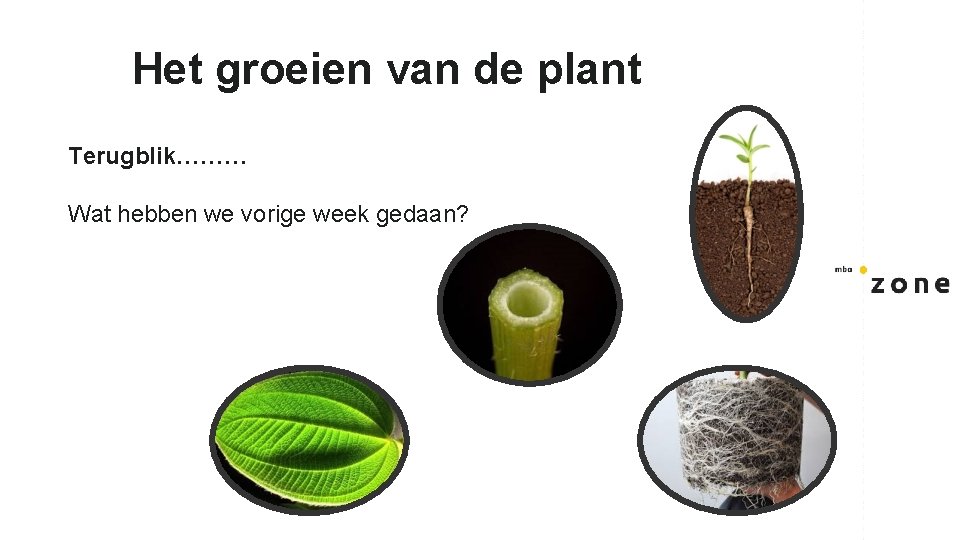 Het groeien van de plant Terugblik……… Wat hebben we vorige week gedaan? 