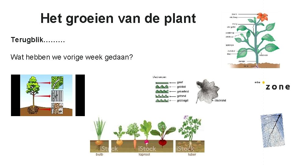 Het groeien van de plant Terugblik……… Wat hebben we vorige week gedaan? 