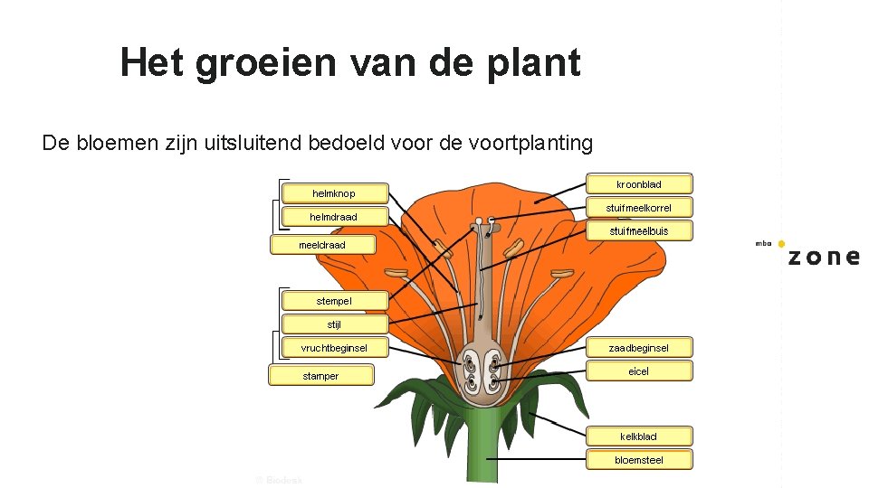 Het groeien van de plant De bloemen zijn uitsluitend bedoeld voor de voortplanting 