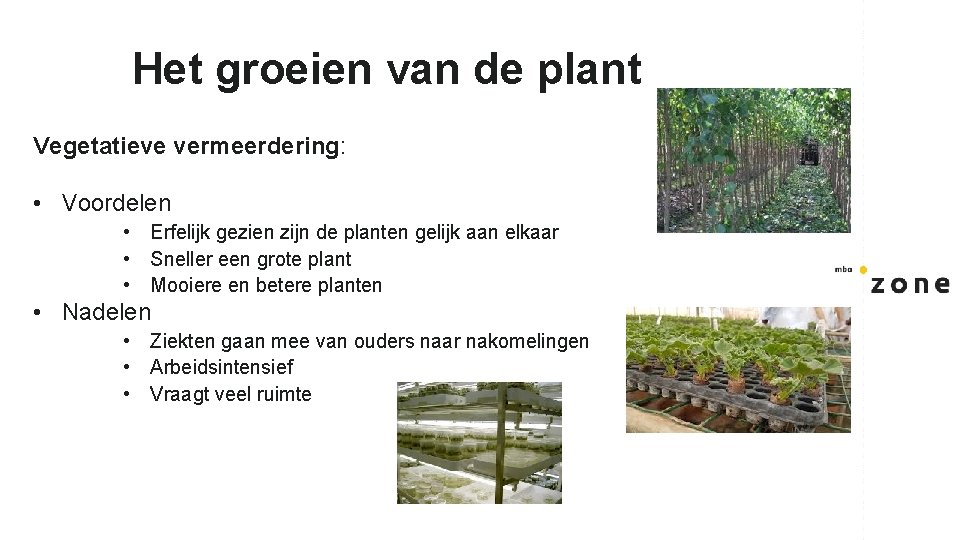 Het groeien van de plant Vegetatieve vermeerdering: • Voordelen • Erfelijk gezien zijn de