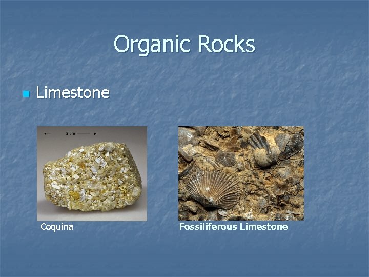 Organic Rocks n Limestone Coquina Fossiliferous Limestone 