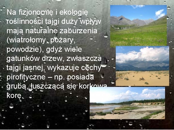 Na fizjonomię i ekologię roślinności tajgi duży wpływ mają naturalne zaburzenia (wiatrołomy, pożary, powodzie),