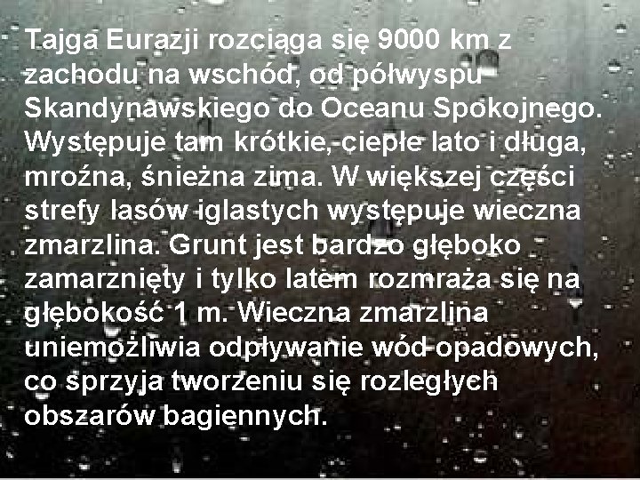 Tajga Eurazji rozciąga się 9000 km z zachodu na wschód, od półwyspu Skandynawskiego do