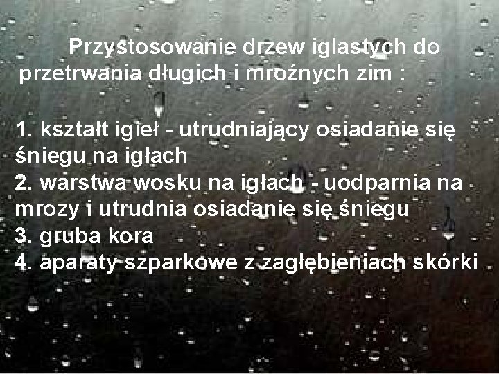 Przystosowanie drzew iglastych do przetrwania długich i mroźnych zim : 1. kształt igieł -