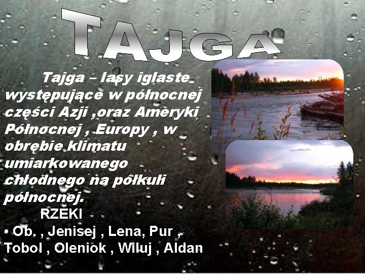 Tajga – lasy iglaste występujące w północnej części Azji , oraz Ameryki Północnej ,