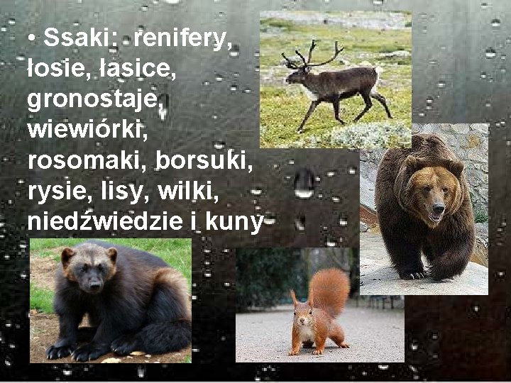  • Ssaki: renifery, łosie, łasice, gronostaje, wiewiórki, rosomaki, borsuki, rysie, lisy, wilki, niedźwiedzie