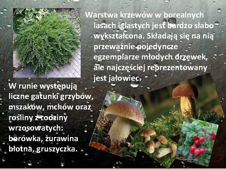 Warstwa krzewów w borealnych lasach iglastych jest bardzo słabo wykształcona. Składają się na nią