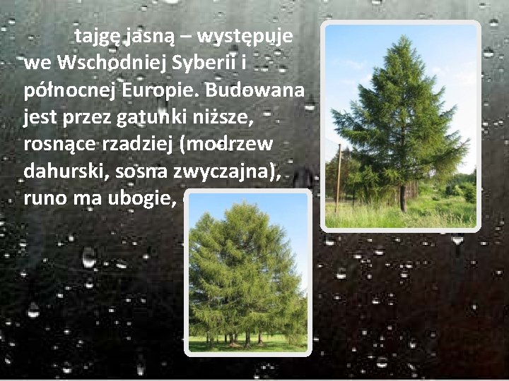 tajgę jasną – występuje we Wschodniej Syberii i północnej Europie. Budowana jest przez gatunki