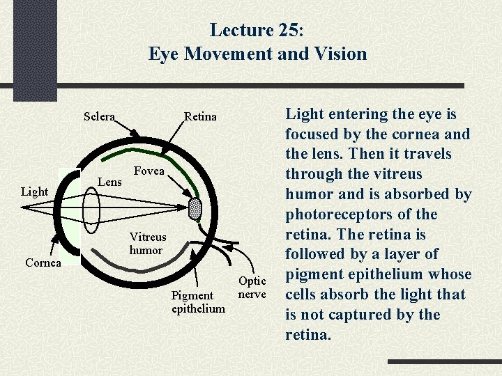 Lecture 25: Eye Movement and Vision Sclera Light Cornea Lens Retina Fovea Vitreus humor