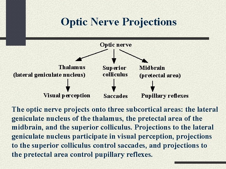 Optic Nerve Projections Optic nerve Thalamus (lateral geniculate nucleus) Visual perception Superior colliculus Saccades