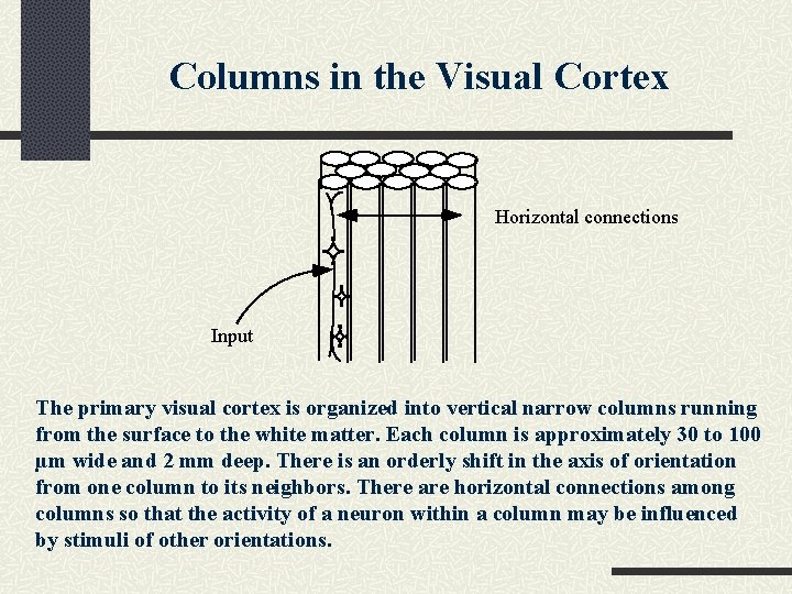 Columns in the Visual Cortex Horizontal connections Input The primary visual cortex is organized