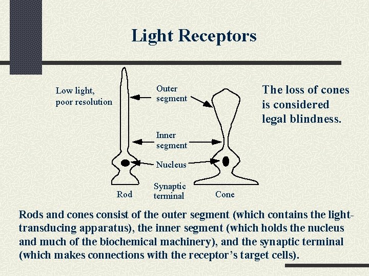 Light Receptors The loss of cones is considered legal blindness. Outer segment Low light,