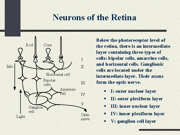 Neurons of the Retina Rod Cone I Info II Horizontal cell Bipolar cells Amacrine