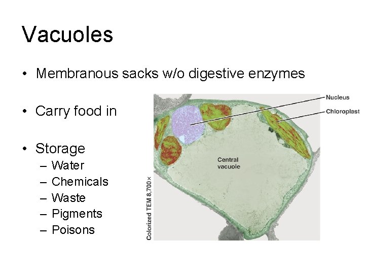 Vacuoles • Membranous sacks w/o digestive enzymes • Carry food in • Storage –