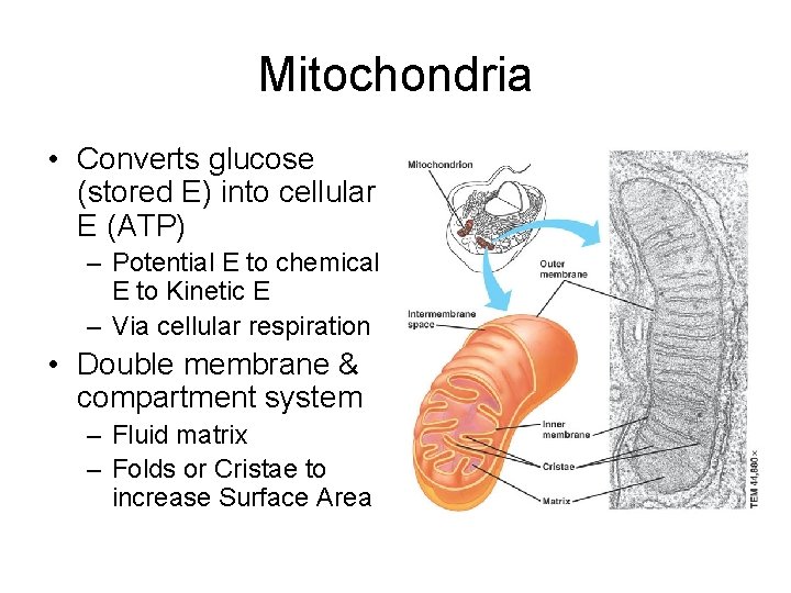 Mitochondria • Converts glucose (stored E) into cellular E (ATP) – Potential E to