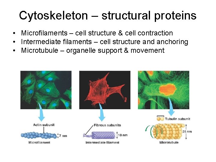Cytoskeleton – structural proteins • Microfilaments – cell structure & cell contraction • Intermediate