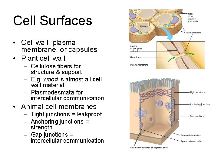 Cell Surfaces • Cell wall, plasma membrane, or capsules • Plant cell wall –
