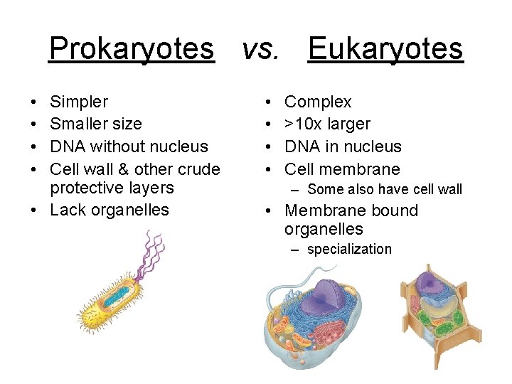 Prokaryotes vs. Eukaryotes • • Simpler Smaller size DNA without nucleus Cell wall &