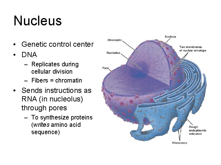 Nucleus • Genetic control center • DNA – Replicates during cellular division – Fibers