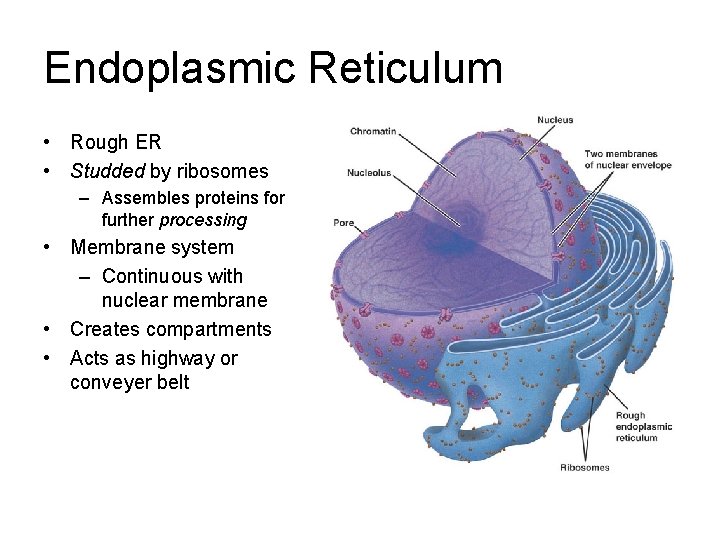 Endoplasmic Reticulum • Rough ER • Studded by ribosomes – Assembles proteins for further