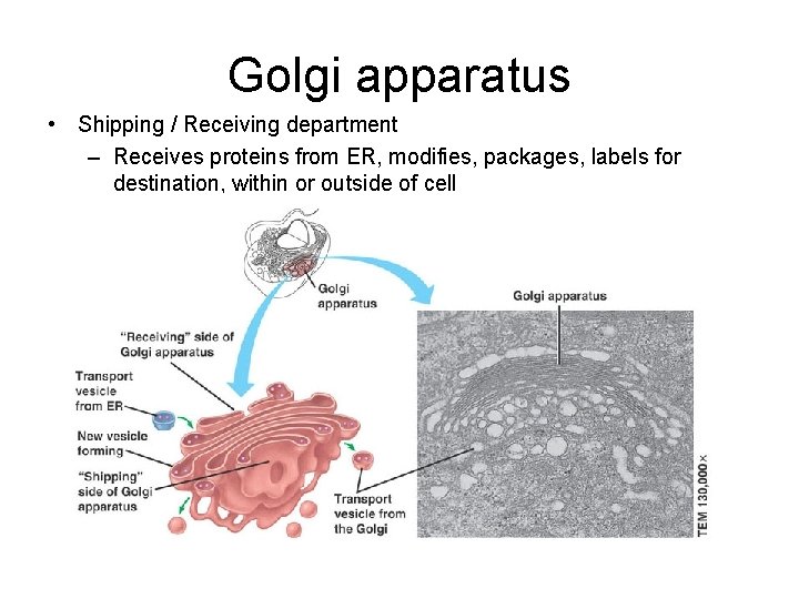 Golgi apparatus • Shipping / Receiving department – Receives proteins from ER, modifies, packages,