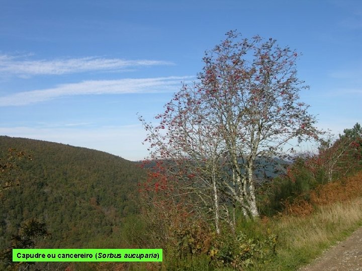 Capudre ou cancereiro (Sorbus aucuparia) 