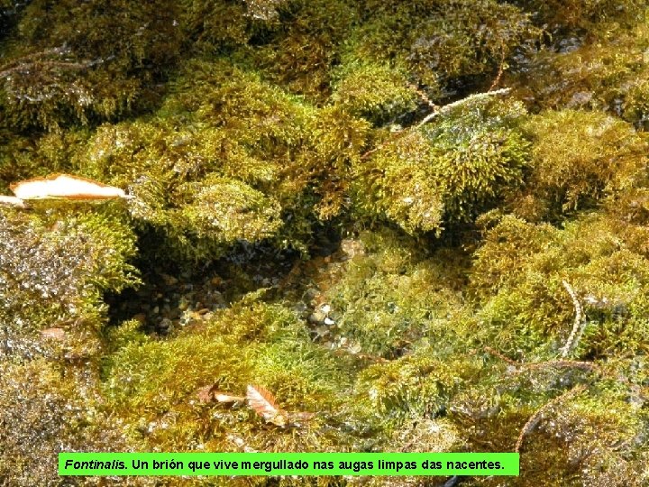 Fontinalis. Un brión que vive mergullado nas augas limpas das nacentes. 
