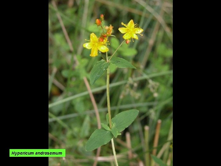 Hypericum androsemum 