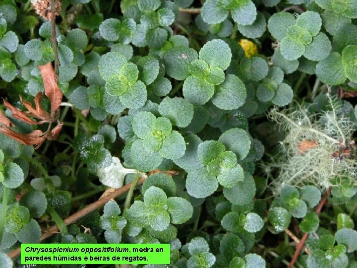 Chrysosplenium oppositifolium, medra en paredes húmidas e beiras de regatos. 