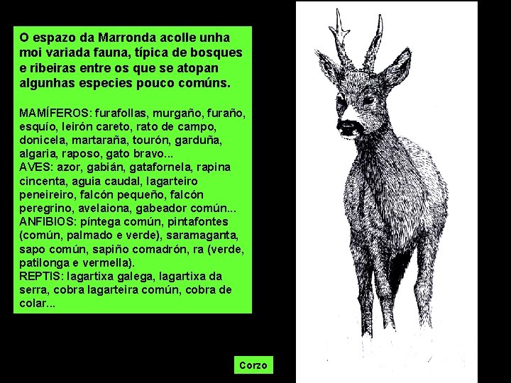 O espazo da Marronda acolle unha moi variada fauna, típica de bosques e ribeiras