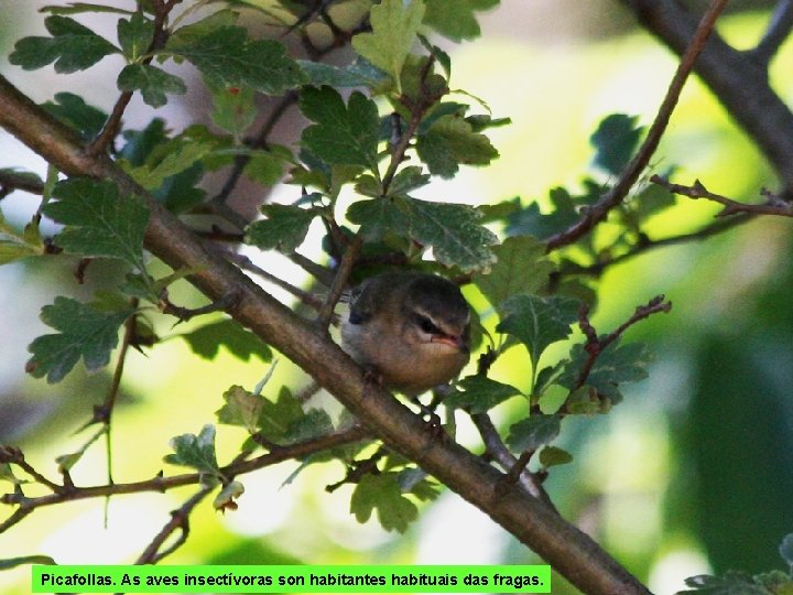 Picafollas. As aves insectívoras son habitantes habituais das fragas. 